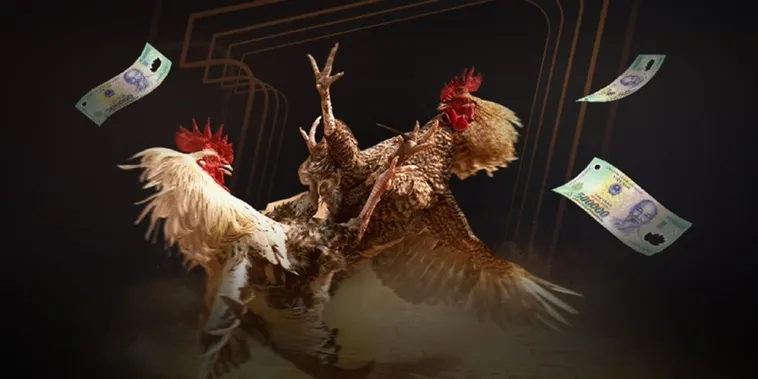 Sân Chơi Đá Gà Moto88 Đỉnh Cao Hài Hước Dành Cho Kê Thủ