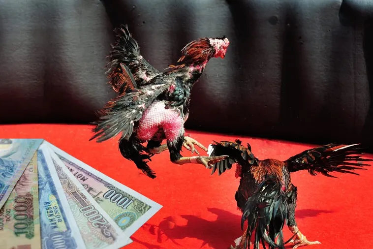 Bí Kíp Cách Chơi Đá Gà Sabong Tại Moto88 Thắng Lớn Cười Vui